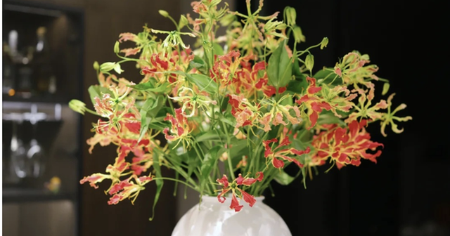 Không phải mê tín: Trồng 4 loại cây này trong nhà dễ “rước” họa vào thân, gây hại sức khoẻ còn tiêu tán tiền bạc