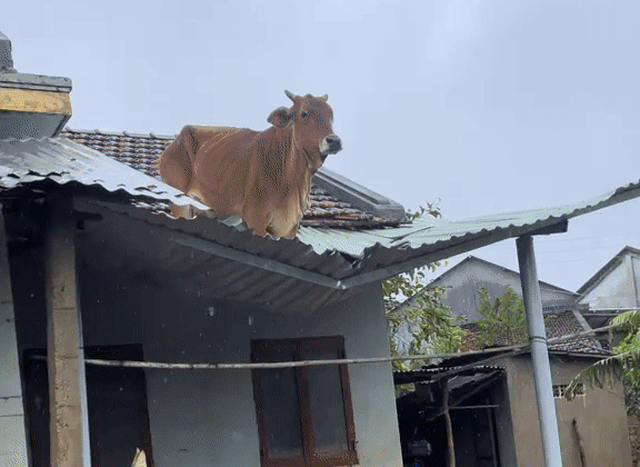 10 triệu lượt xem clip chú bò "lạc trôi" lên mái nhà sau mưa lũ: Diễn biến sau đó