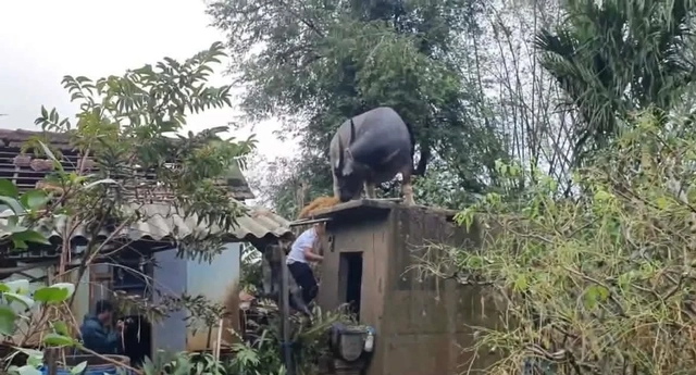 Hy hữu: Trâu 'chờ' chủ trên mái nhà sau lũ