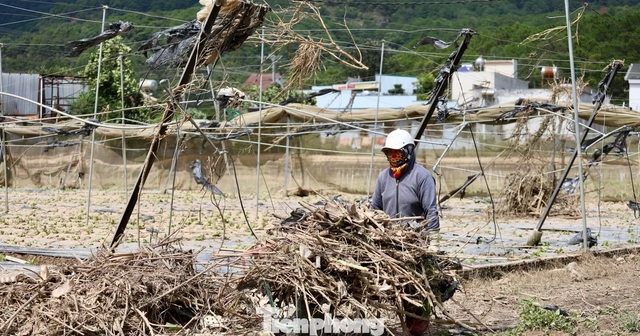 Tan hoang thủ phủ rau Lâm Đồng