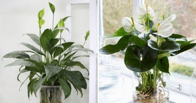 Ông bà xưa dạy: 3 loại cây càng để trong nhà càng “rút lộc, mất vận” - nhiều người trồng mà không hay