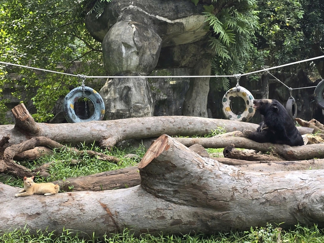 "Trưởng chuồng" mèo Mika nổi tiếng ở Thảo Cầm Viên cầm 80 triệu đi từ thiện: Sĩ nhất cái sở thú!- Ảnh 6. "Trưởng chuồng" mèo Mika nổi tiếng ở Thảo Cầm Viên cầm 80 triệu đi từ thiện: Sĩ nhất cái sở thú!- Ảnh 6.
