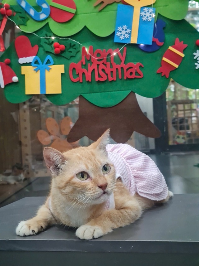 "Trưởng chuồng" mèo Mika nổi tiếng ở Thảo Cầm Viên cầm 80 triệu đi từ thiện: Sĩ nhất cái sở thú!- Ảnh 8. "Trưởng chuồng" mèo Mika nổi tiếng ở Thảo Cầm Viên cầm 80 triệu đi từ thiện: Sĩ nhất cái sở thú!- Ảnh 8.