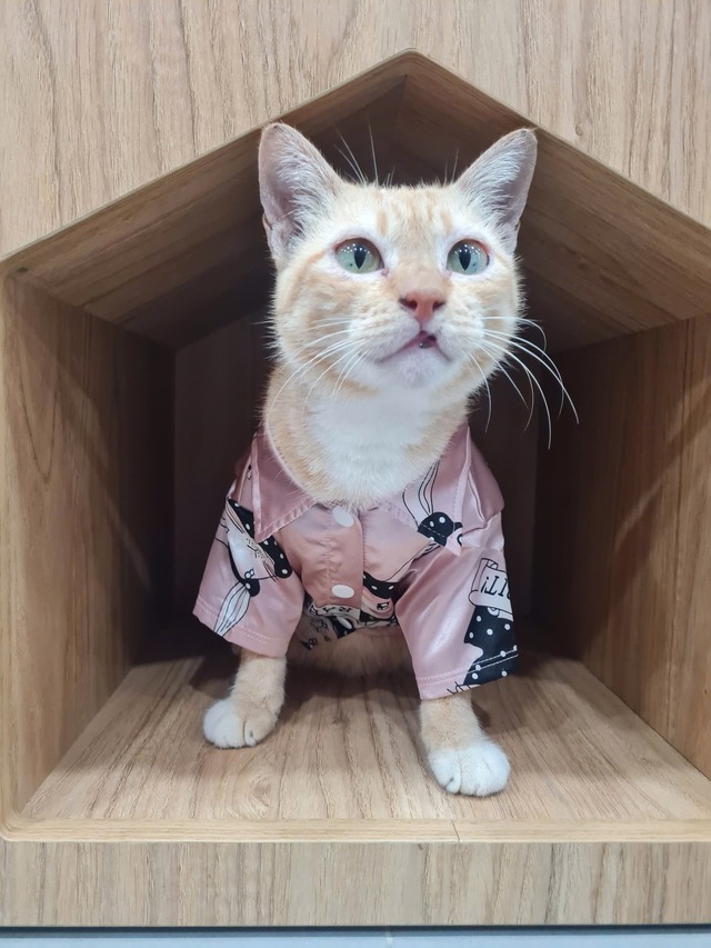 "Trưởng chuồng" mèo Mika nổi tiếng ở Thảo Cầm Viên cầm 80 triệu đi từ thiện: Sĩ nhất cái sở thú!- Ảnh 7. "Trưởng chuồng" mèo Mika nổi tiếng ở Thảo Cầm Viên cầm 80 triệu đi từ thiện: Sĩ nhất cái sở thú!- Ảnh 7.