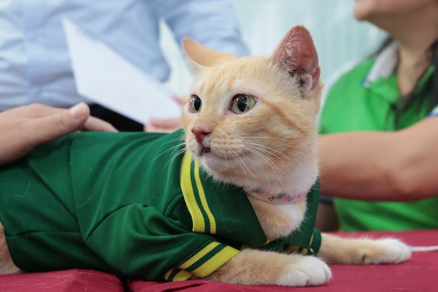 "Trưởng chuồng" mèo Mika nổi tiếng ở Thảo Cầm Viên cầm 80 triệu đi từ thiện: Sĩ nhất cái sở thú!- Ảnh 3. "Trưởng chuồng" mèo Mika nổi tiếng ở Thảo Cầm Viên cầm 80 triệu đi từ thiện: Sĩ nhất cái sở thú!- Ảnh 3.