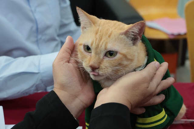 "Trưởng chuồng" mèo Mika nổi tiếng ở Thảo Cầm Viên cầm 80 triệu đi từ thiện: Sĩ nhất cái sở thú!- Ảnh 4. "Trưởng chuồng" mèo Mika nổi tiếng ở Thảo Cầm Viên cầm 80 triệu đi từ thiện: Sĩ nhất cái sở thú!- Ảnh 4.