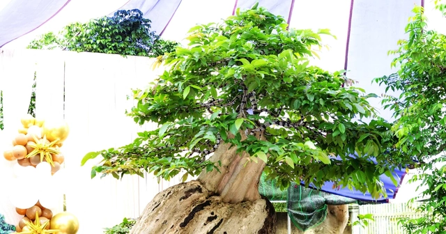 Xác lập kỷ lục Việt Nam cho chậu bonsai bằng lăng xoay tự động độc nhất vô nhị