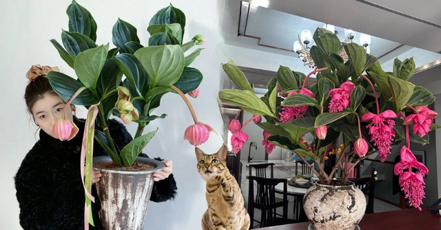 Giới chơi cây đang mê tít hoa bảo liên đăng: Loài hoa hồng rủ như đèn chùm, giúp phòng khách sang như resort