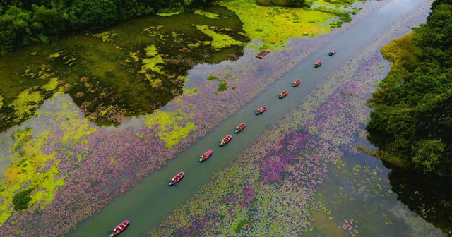 Tam Cốc ngọt lịm mùa hoa súng