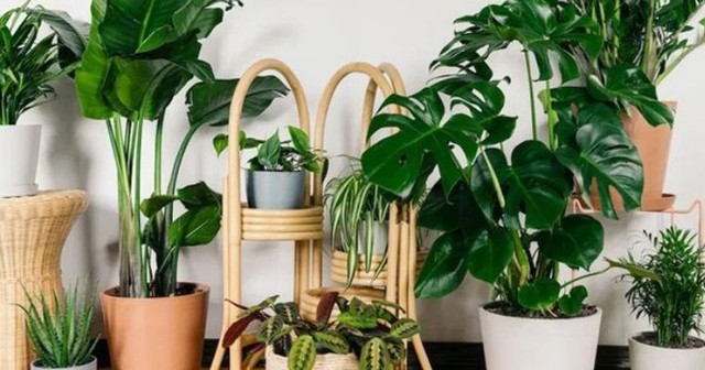 3 loại cây xanh mang “vận đỏ”, là “thỏi nam châm hút tài”: Gia chủ càng trồng càng may mắn và giàu có