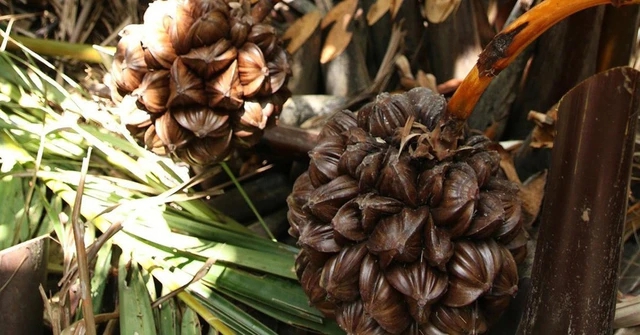 Loại quả mọc đầy ở Việt Nam khiến người Trung Quốc mê mẩn: Vừa mát vừa bổ, giới sành ăn cực “săn đón”