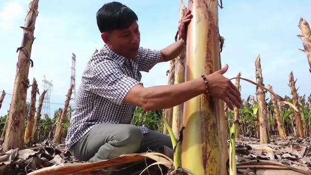 Ít ai ngờ thân cây bị vứt bỏ sau thu hoạch lại kiếm hơn nửa tỷ/tháng cho nông dân Đồng Nai