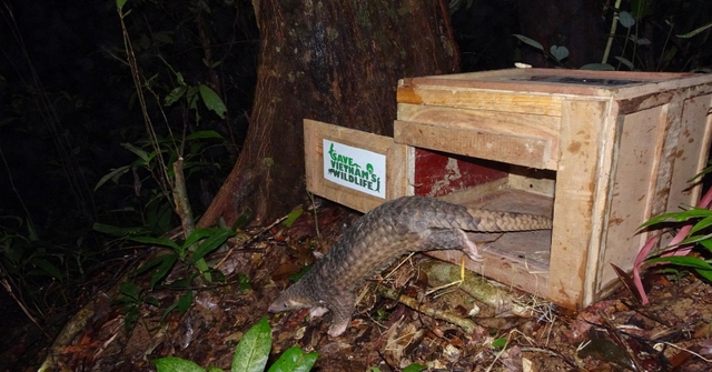 Lần đầu tiên trên thế giới: Người Việt đưa công nghệ bậc nhất vào nơi hẻo lánh để bảo vệ "xuyên sơn giáp"