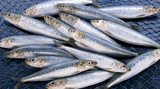 Ra chợ gặp loại cá này thì mua ngay kẻo tiếc: Cá tự nhiên ít nuôi nhân tạo, không nhiễm thủy ngân