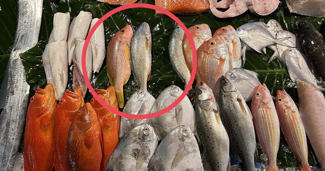 3 loại cá đầy ký sinh trùng người bán chẳng bao giờ ăn