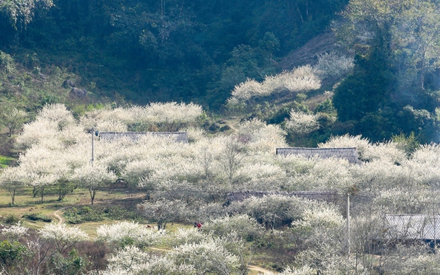 Việt Nam có 1 nơi được Giải thưởng Du lịch Thế giới gọi tên tới 3 lần: Đang mùa hoa mận phủ trắng đồi, “viên ngọc quý” giữa lòng Tây Bắc