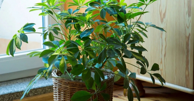 9 loại cây vừa đuổi muỗi hiệu quả, vừa hút tài lộc, sức khỏe gia chủ tốt lên thấy rõ: Nhà nào cũng nên trồng