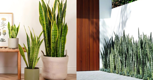 Lưỡi hổ là cây hút tài hay phá tài? Xem lại cách bạn đang đặt cây trong nhà