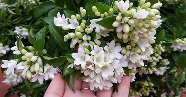 Loài cây quý như vàng, hoa nở suốt 200 ngày, trồng trong nhà là tài lộc kéo đến