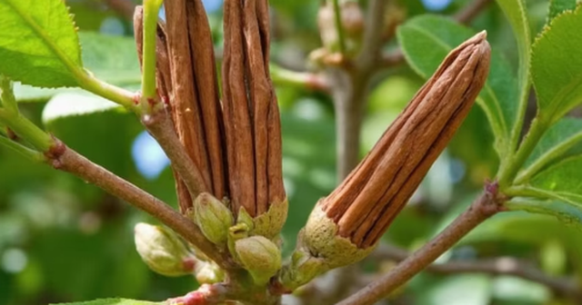 Việt Nam xuất khẩu quế top đầu thế giới, thu trăm triệu USD nhưng đang phụ thuộc nặng vào Indonesia?