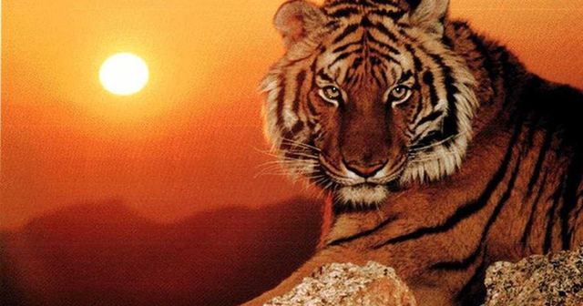 4 con giáp may mắn nhất năm 2026: sự nghiệp thăng hoa, tiền tài viên mãn, quý nhân sẵn lòng phù trợ