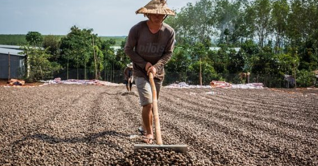 Hàng chục nghìn tấn hàng từ châu Phi giúp Việt Nam xuất khẩu bỏ xa cả thế giới: Giá tăng phi mã, nước ta chi hơn 170 triệu gom hàng trong tháng 1 Hàng chục nghìn tấn hàng từ châu Phi giúp Việt Nam xuất khẩu bỏ xa cả thế giới: Giá tăng phi mã, nước ta chi hơn 170 triệu gom hàng trong tháng 1