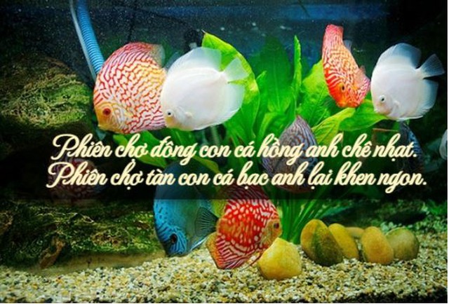 Vì sao trend thơ ngắn "phiên chợ đông, phiên chợ tình" khiến dân tình "phát sốt"?