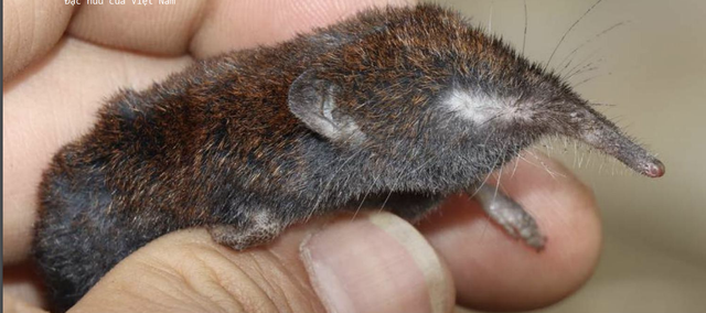 Loài vật quý hiếm lần đầu được phát hiện tại Việt Nam ở độ cao gần 3.000m: Trước đây sống ở Trung Quốc- Ảnh 2.