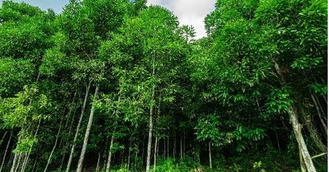 Ảnh minh họa Ảnh minh họa