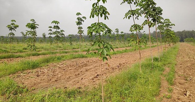 Thu hồi thêm gần 130.00m2 đất của Công ty cao su Đồng Nai Thu hồi thêm gần 130.00m2 đất của Công ty cao su Đồng Nai