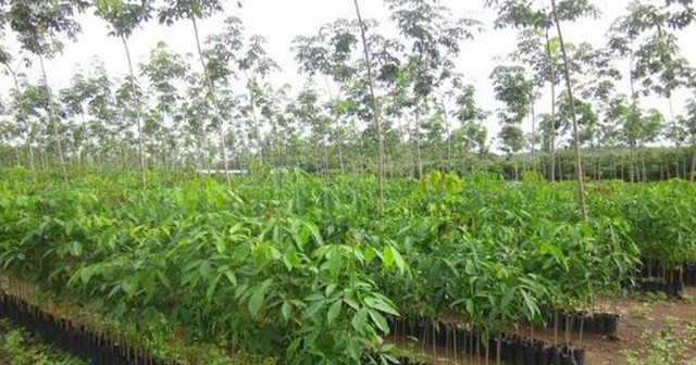 Ảnh minh họa Ảnh minh họa