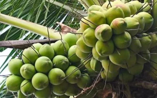 Giá dừa lập đỉnh mới