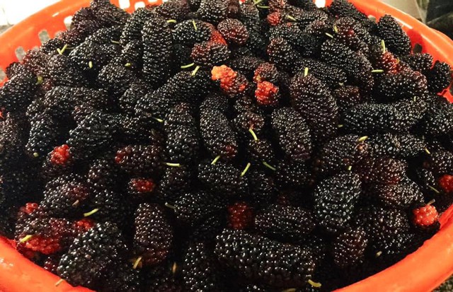 Việt Nam có loại quả chua chua ngọt ngọt chứa đến 88% nước: Được xem là “siêu thực phẩm” ngăn lão hóa, chống ung thư