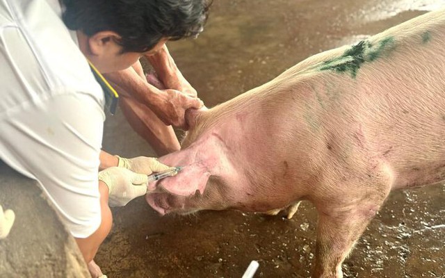 Lấy mẫu máu heo của C.P. Việt Nam tại lò mổ ở Sóc Trăng xét nghiệm dịch bệnh Lấy mẫu máu heo của C.P. Việt Nam tại lò mổ ở Sóc Trăng xét nghiệm dịch bệnh