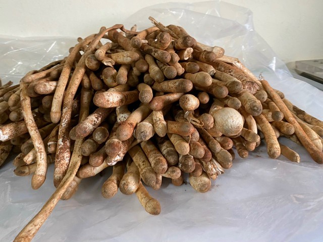 Chỉ xuất hiện mỗi năm 1 lần, loại “lộc trời” thành đặc sản của Việt Nam, bán 1 triệu/kg nhưng vẫn có người mua ầm ầm Chỉ xuất hiện mỗi năm 1 lần, loại “lộc trời” thành đặc sản của Việt Nam, bán 1 triệu/kg nhưng vẫn có người mua ầm ầm