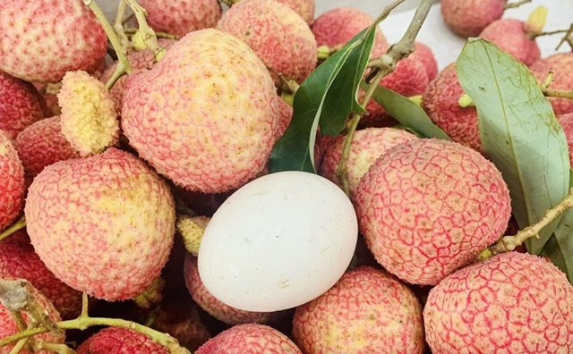 Loại vải to như quả trứng gà, giá 240k/kg vẫn cháy hàng: Đặc sản địa phương "lên đời" sang châu Âu! Loại vải to như quả trứng gà, giá 240k/kg vẫn cháy hàng: Đặc sản địa phương "lên đời" sang châu Âu!