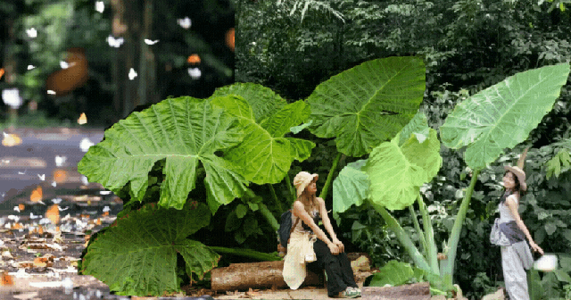 Trải nghiệm thế giới "Ghibli đời thực" ngay gần Hà Nội: Nơi này đang chờ bạn với những cánh rừng đậm chất cổ tích và một nhịp sống đủ chậm để nhớ cả đời! Trải nghiệm thế giới "Ghibli đời thực" ngay gần Hà Nội: Nơi này đang chờ bạn với những cánh rừng đậm chất cổ tích và một nhịp sống đủ chậm để nhớ cả đời!