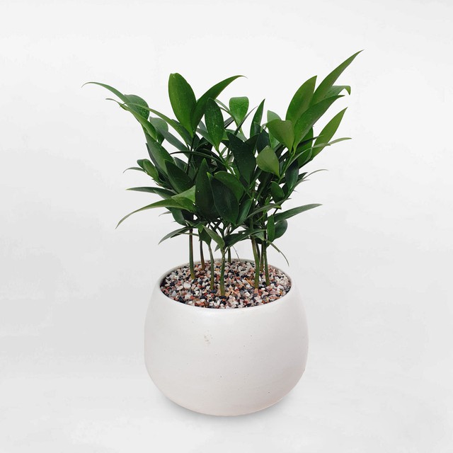 5 loại cây cảnh vừa dễ chăm vừa tượng trưng cho sự sung túc, giới nhà giàu mê mẩn- Ảnh 2.