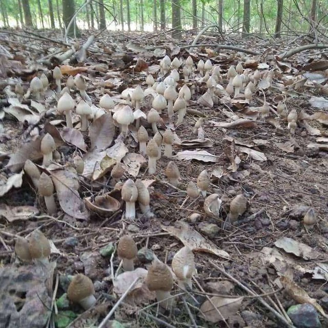 "Báu vật" mọc từ lòng đất giá bạc triệu còn khó mua, ở Việt Nam có nhiều vào mùa mưa: Điều hòa miễn dịch, ngăn ngừa ung thư- Ảnh 1.