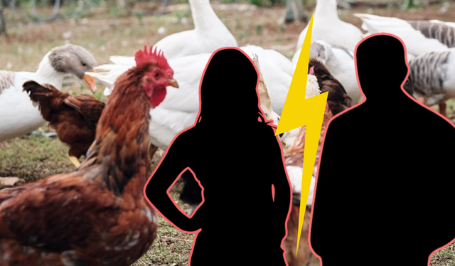 Cặp vợ chồng không thể ly hôn vì lấn cấn với 53 con gà, vịt, ngỗng: Thẩm phán đưa ra phán quyết