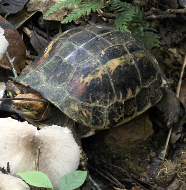 Phát hiện ánh vàng giữa bìa rừng, cán bộ kiểm lâm hân hoan tìm thấy “báu vật” đặc hữu của Việt Nam- Ảnh 1. Phát hiện ánh vàng giữa bìa rừng, cán bộ kiểm lâm hân hoan tìm thấy “báu vật” đặc hữu của Việt Nam- Ảnh 1.