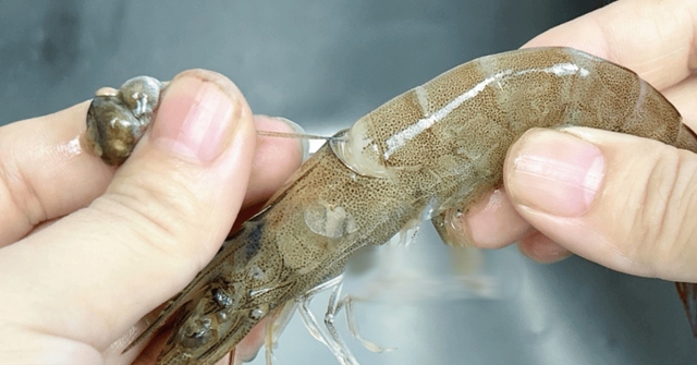 Tôm có 1 bộ phận cực bẩn mà chuyên gia khuyên nên vứt bỏ, 2 mẹo đơn giản giúp bạn xử lý cực nhanh