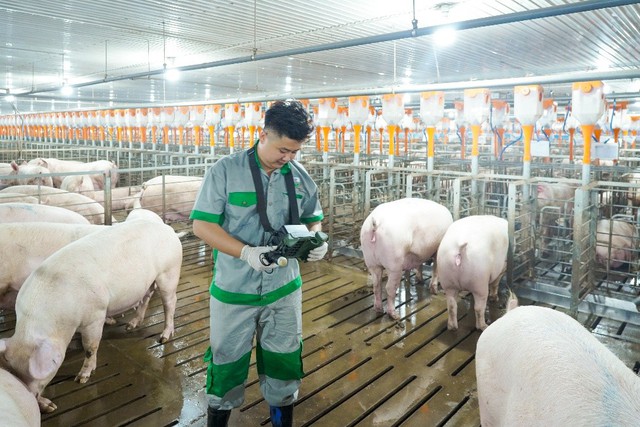 Phó Tổng giám đốc BAF: Dịch tả heo châu Phi là “bài toán sống còn”, ngành bước vào chu kỳ tái cấu trúc, giá heo 2026–2028 có thể đi theo 2 kịch bản - Ảnh 3.