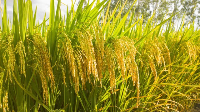 Một giống lúa Việt "cấy một vụ, ăn cả năm", năng suất "khủng" - Ảnh 1.