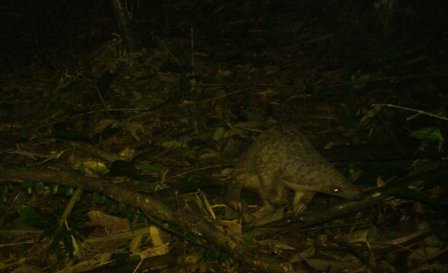 Phát hiện loài cực quý được gọi là “xuyên sơn giáp” ở Việt Nam: Nhiều người vui mừng, lập tức có cán bộ bảo vệ nghiêm ngặt - Ảnh 1.