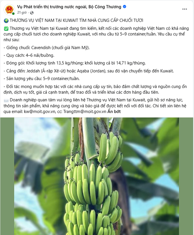 Kuwait tìm nguồn chuối Việt Nam: Nhu cầu 5–9 container mỗi tuần - Ảnh 1.