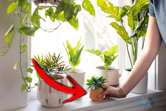 Lời khuyên đến tất cả các gia đình đang trồng cây cảnh trong nhà - Ảnh 1.