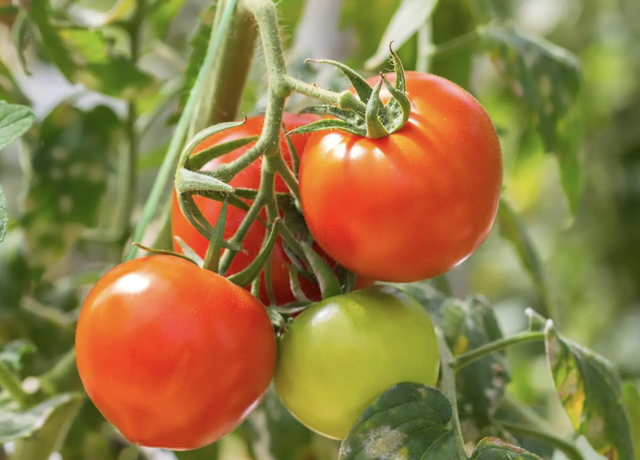 Phát minh của Trung Quốc khiến ngành thực phẩm chấn động: Tạo ra cà chua biến đổi gen, mùi thơm như bắp rang bơ, nhìn không khác gì cây bình thường - Ảnh 1.
