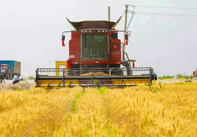 Trung Quốc khiến thế giới sửng sốt: Trồng lúa mì ở vùng đất ‘chết’ với sản lượng 4,5 tấn/ha, 90% cây sống 'ngon ơ' sau bão cát, từ 30 người làm nay chỉ cần 4 - Ảnh 1.