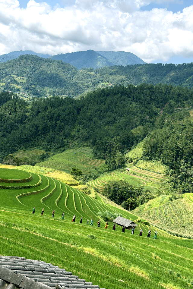 Điều bất ngờ xuất hiện giữa mùa lúa xanh Mù Cang Chải - Ảnh 1.